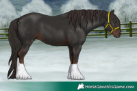 Horse Color:Liver Chestnut and Liver Chestnut