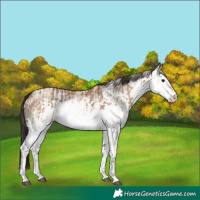 Horse Color:Bay Dun Sabino  and Amber Champagne Dun Sabino 