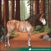 Horse Color:Bay Sabino and Amber Champagne Sabino
