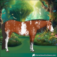 Horse Color:Bay Sabino  and Bay Sabino 