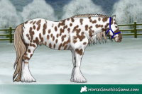 Horse Color:Chocolate Palomino Tobiano Near Leopard 