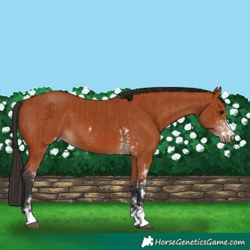 Horse Color:Bay Sabino and Bay