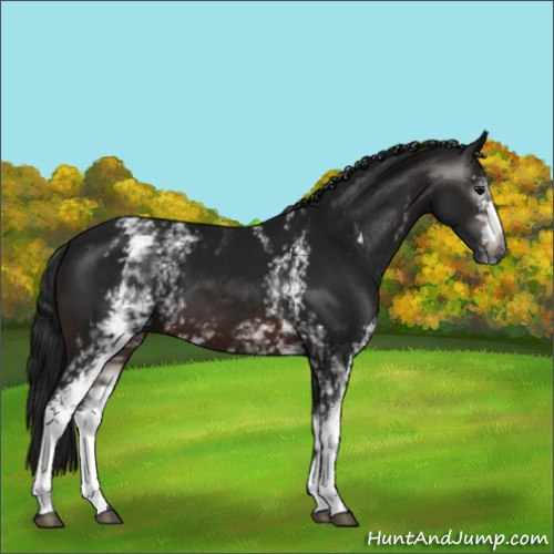 Horse Color:Gray White Spotted Brown