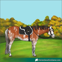 Horse Color:Bay Sabino  and Bay Sabino Splash 