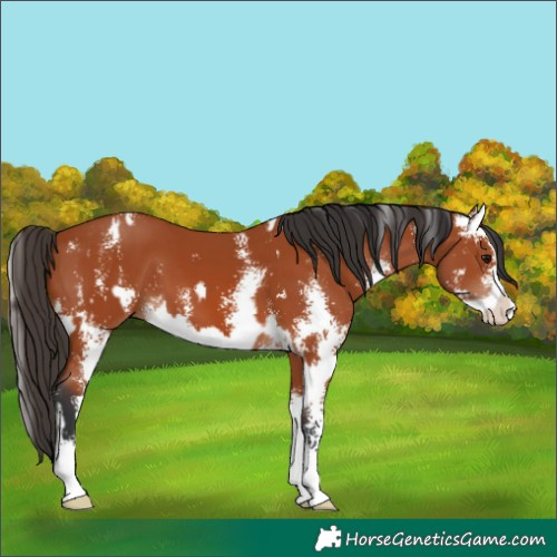 Horse Color:Bay Sabino and Bay Sabino Splash