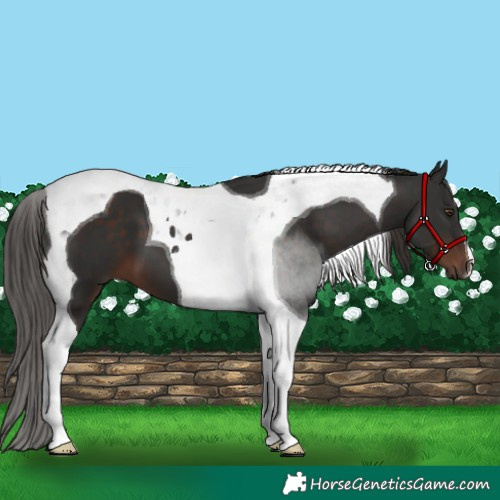 Horse Color:Liver Chestnut Tobiano 