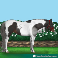 Horse Color:Liver Chestnut Tobiano 