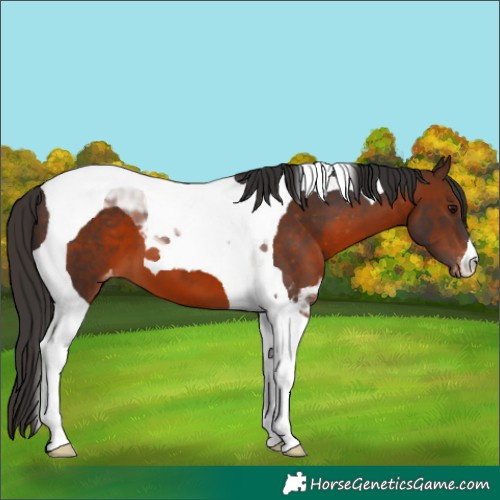 Horse Color:Brown Tobiano Appaloosa 