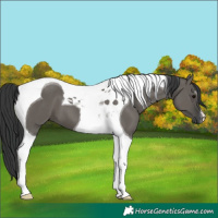 Horse Color:Grullo Tobiano