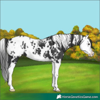 Horse Color:White Spotted Black Splash Appaloosa 