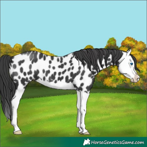 Horse Color:Black Splash Near Leopard 