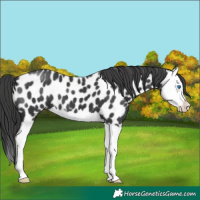 Horse Color:Black Splash Near Leopard 