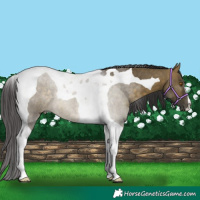Horse Color:Buckskin Dun Tobiano 