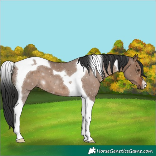 Horse Color:Liver Red Dun Tobiano 