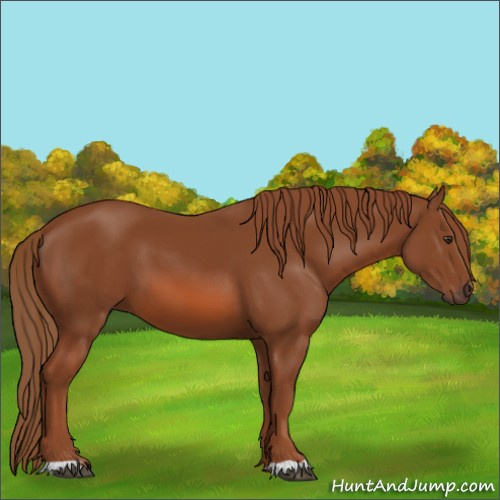 Horse Color:Chestnut 