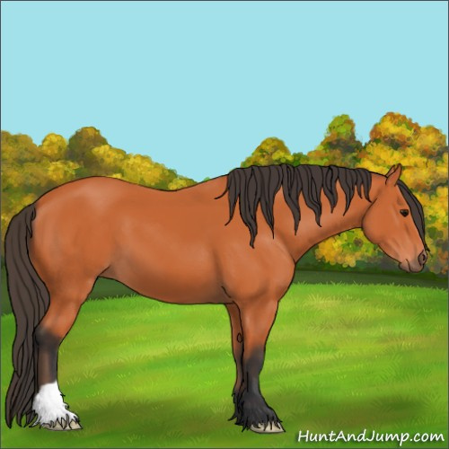 Horse Color:Bay 