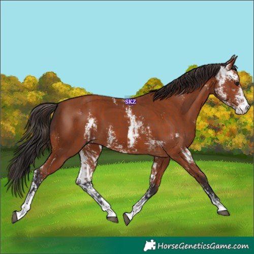 Horse Color:Bay Sabino  and Bay Sabino 