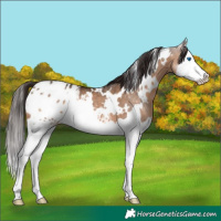 Horse Color:White Spotted Brown Dun Sabino Splash Appaloosa 
