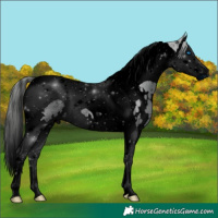 Horse Color:ERROR: UNKNOWN ANOMALY