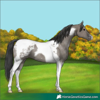 Horse Color:Grullo Tobiano Blanket 