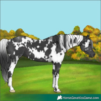 Horse Color:White Spotted Black