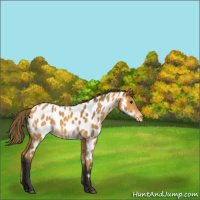 Horse Color:Buckskin Appaloosa 