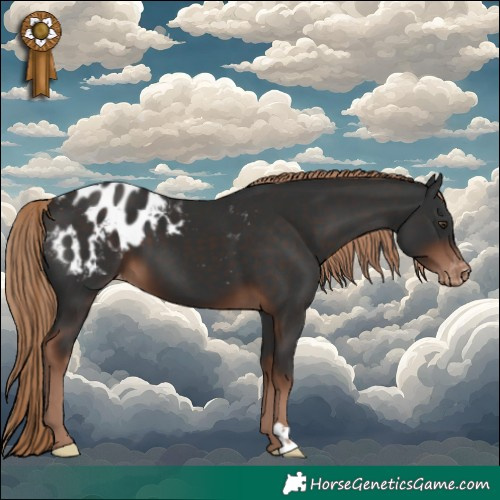 Horse Color:Liver Chestnut Appaloosa