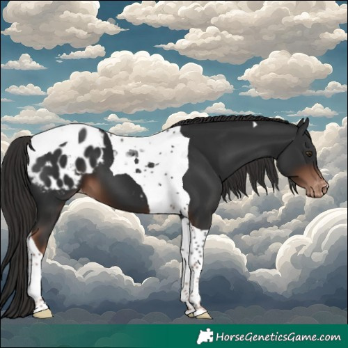 Horse Color:Liver Chestnut Tobiano Appaloosa 