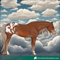 Horse Color:Chestnut Appaloosa 