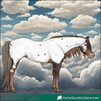 Horse Color:Liver Chestnut Appaloosa 