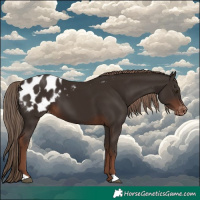 Horse Color:Liver Chestnut Appaloosa