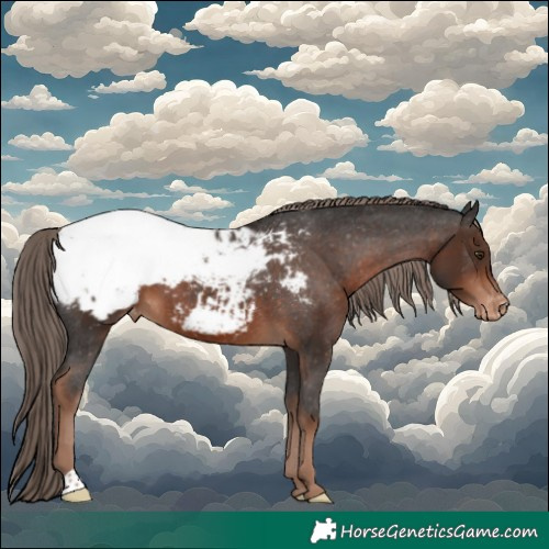 Horse Color:Liver Chestnut Appaloosa 