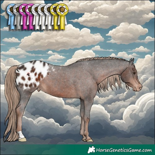 Horse Color:Liver Chestnut Appaloosa 