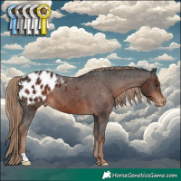 Horse Color:Liver Chestnut Appaloosa