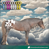 Horse Color:Liver Chestnut Appaloosa