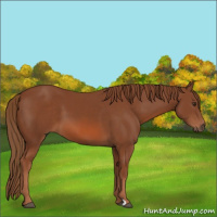 Horse Color:Chestnut 