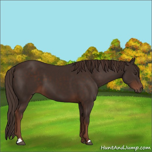 Horse Color:Liver Chestnut 