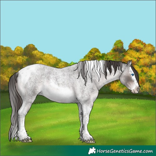 Horse Color:Platinum Liver Red Roan Splash Tobiano Rabicano 