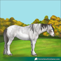 Horse Color:Platinum Liver Red Roan Splash Tobiano Rabicano 