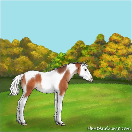 Horse Color:Silver Bay Splash Tobiano 