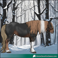 Horse Color:Liver Chestnut Tobiano