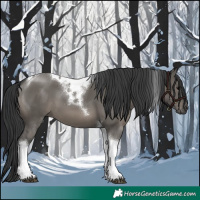 Horse Color:Grullo Tobiano