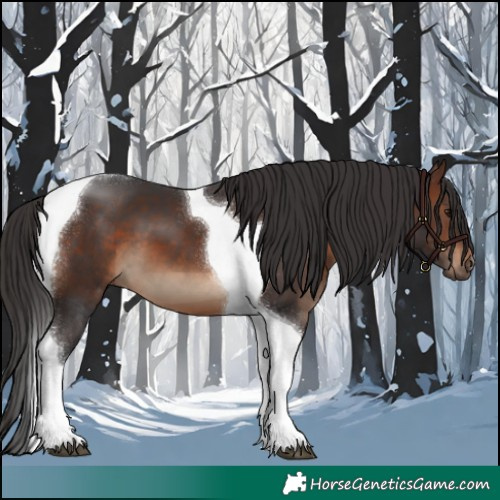 Horse Color:Brown Tobiano 