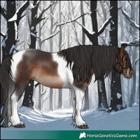 Horse Color:Brown Tobiano
