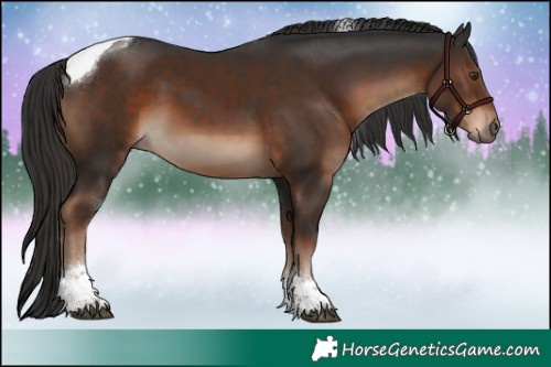 Horse Color:Liver Chestnut Tobiano 