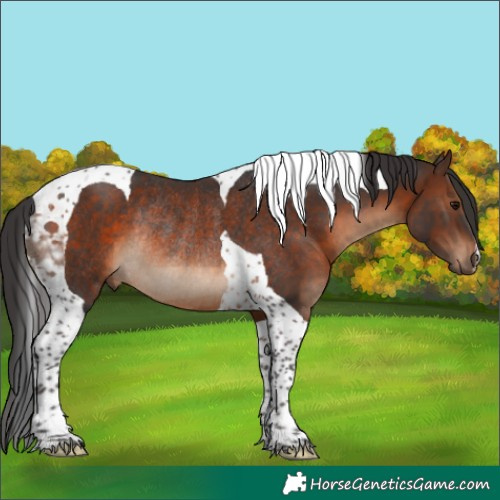 Horse Color:Brown Tobiano Rabicano
