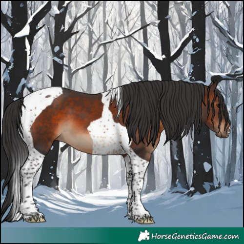 Horse Color:Brown Tobiano