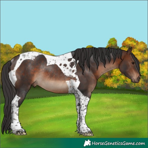 Horse Color:Brown Tobiano Rabicano