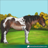 Horse Color:Brown Tobiano Rabicano 