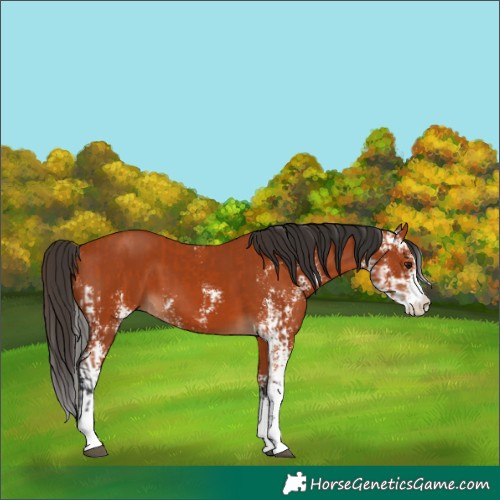 Horse Color:Bay Sabino and Bay Sabino